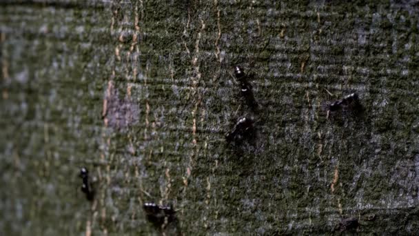 Las Hormigas Sobre Corteza Del Árbol — Vídeos de Stock