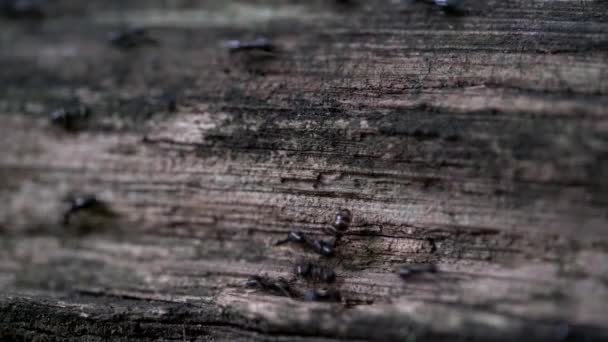 Ants Way Wooden Fence — Stock Video