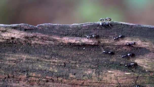 Formiche Sulla Strada Sulla Recinzione Legno — Video Stock