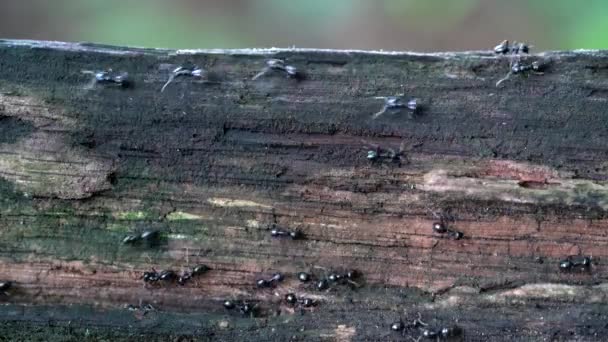 Μυρμήγκια Στο Δρόμο Για Ξύλινο Φράχτη — Αρχείο Βίντεο