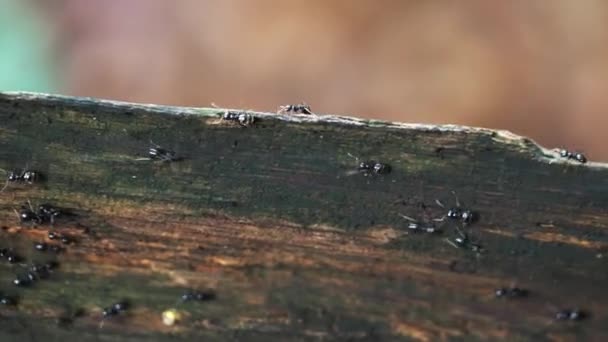 Mrówki Drodze Drewniany Płot — Wideo stockowe