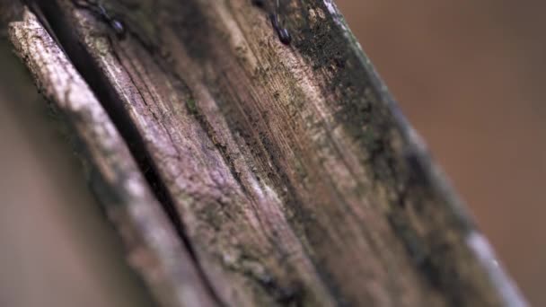 在木栅栏上的蚂蚁 — 图库视频影像