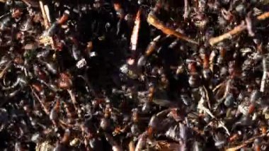 Karıncalar karınca tepe İnşaat