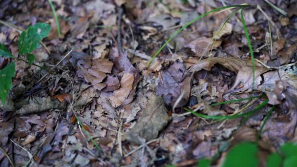 Formigas Caminho Através Folhagem Florestal — Vídeo de Stock
