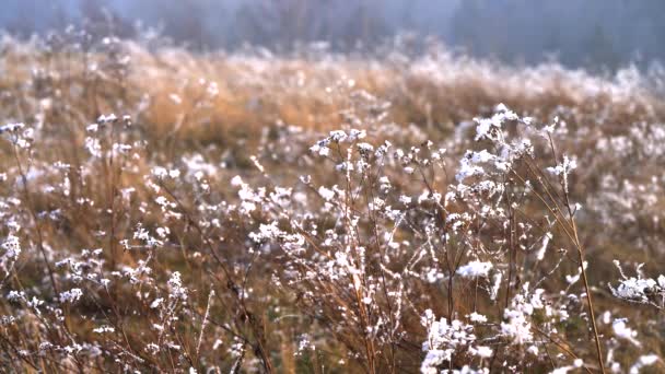 Givre Sur Pelouse Près — Video