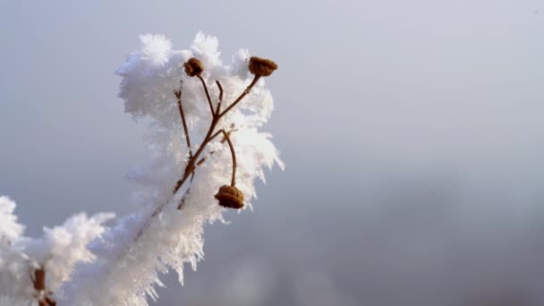 芝生の上の霜をクローズ アップ — ストック動画