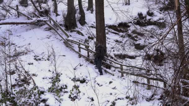 Hombre Junto Bosque Largo Una Vieja Cerca Madera Nieve — Vídeo de stock