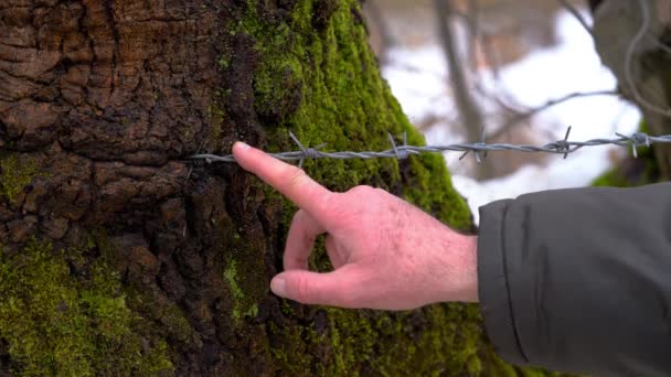 Cerca Alambre Incrustado Árbol — Vídeos de Stock