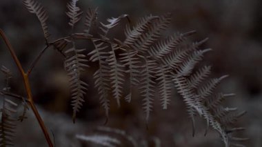 Fern esintiyle Kuru