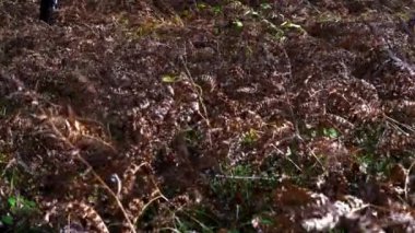 Fern sonbahar rüzgarda Kuru 