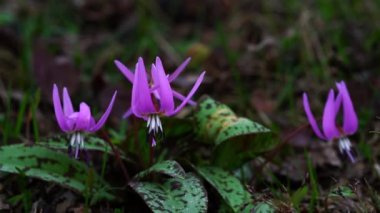 Köpek dişi menekşesi (Erythronium den-canis)