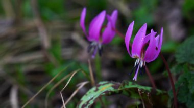 Köpek dişi menekşesi (Erythronium den-canis)