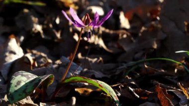 Köpek dişi menekşesi (Erythronium den-canis)