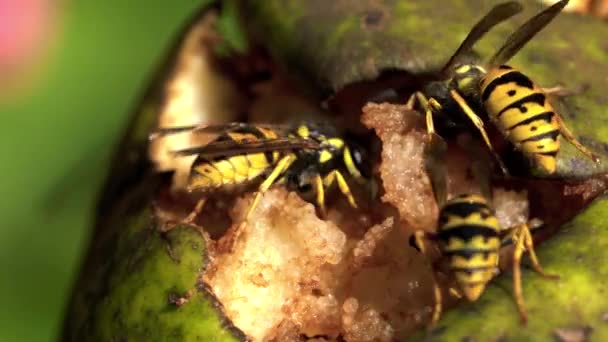 黄蜂吸吮果汁梨 — 图库视频影像