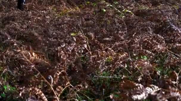 秋风中的干蕨类植物 — 图库视频影像