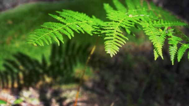 在阳光和阴影下的蕨类植物 — 图库视频影像