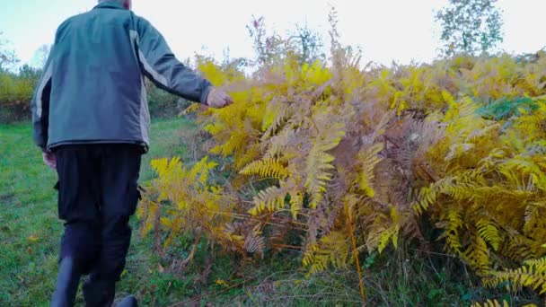 人触摸秋天蕨类植物 — 图库视频影像