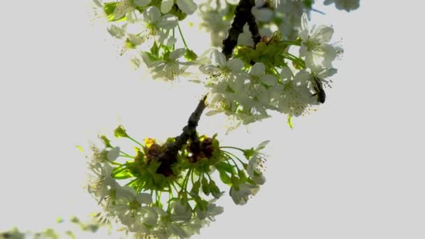 Пчела Вишневом Соме — стоковое видео