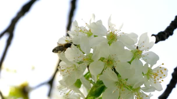 Abeja Flor Cerezo — Vídeo de stock