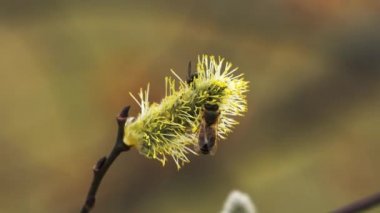 Kukum Salix cinerea arıya