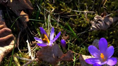 Bahar Crocus arıya