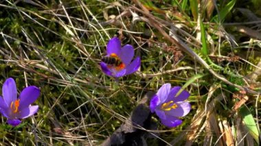 Bahar Crocus arıya