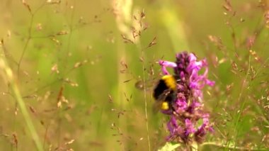 Yabanarısı yabani çiçek Orman Betonisi (Betonica officinalis)