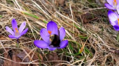 Bumblebee Bahar Crocus üzerinde