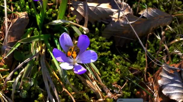 Бджола Весну Крокус — стокове відео