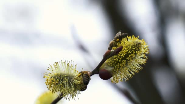 Пчела Синерее Pepsi Willow Salix — стоковое видео