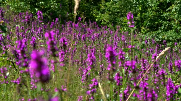 Bijen Vlinders Wilde Bloemen Hout Betony Betonica Officinalis — Stockvideo