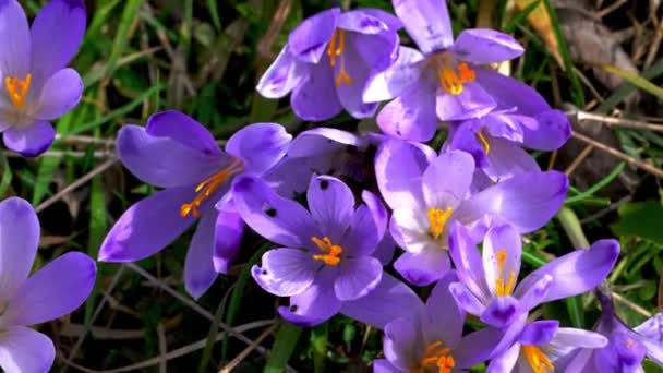 Bumblebee Crocus Primavera — Vídeo de Stock