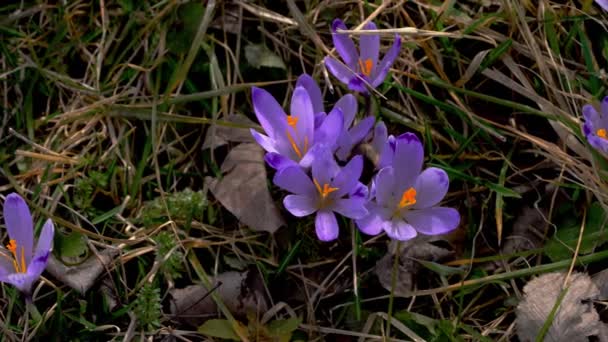 Bumblebee Primavera Crocus — Vídeos de Stock