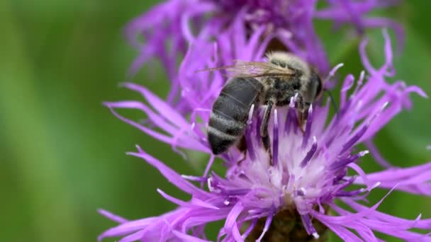 Közelkép Méhecske Virág — Stock videók