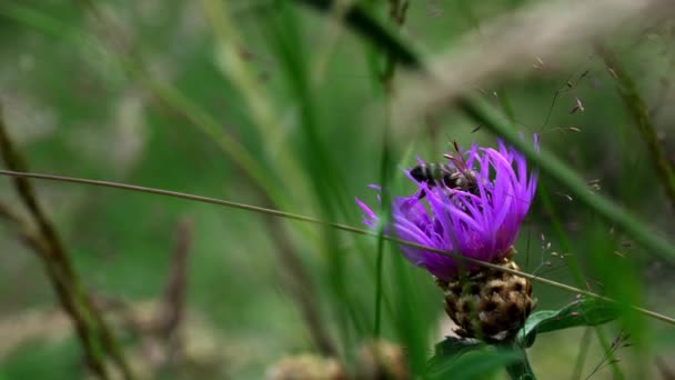 Primer Plano Abeja Flor — Vídeos de Stock