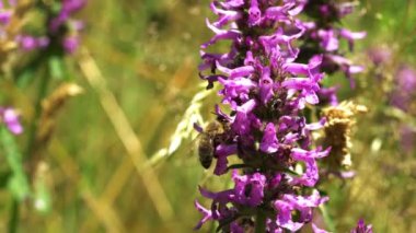  Bee on flower Wood Betony 'nin (Betonica Officinalis) kapanışı)