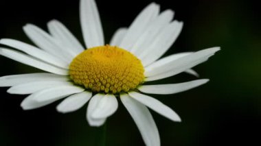 Öküz gözü Papatyası (Bellis perennis)