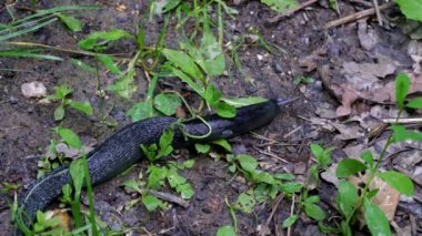 Salyangoz - Gastropoda yavaş yavaş gidiyor