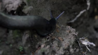 Salyangoz - Gastropoda yavaş yavaş gidiyor
