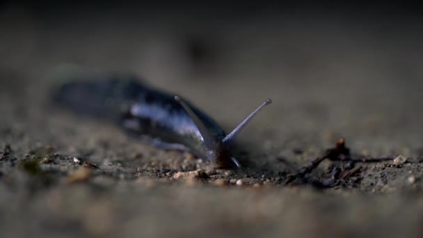 Snail Gastropoda Slowly Goes — Stock Video