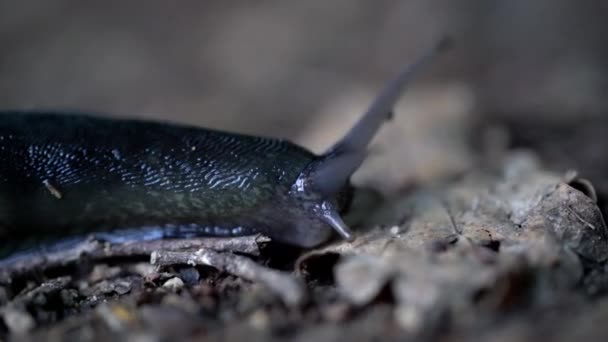 Caracol Gastropoda Lentamente — Vídeo de stock