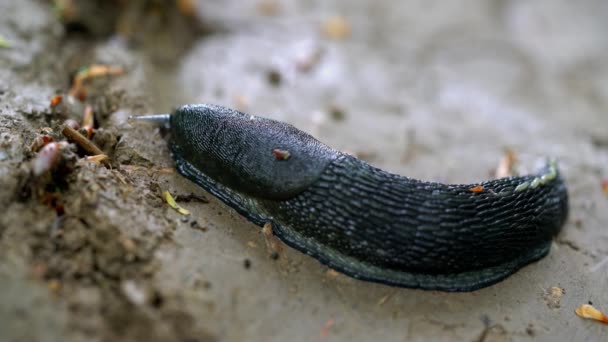 Šnek Gastropoda Pomalu Pokračuje — Stock video