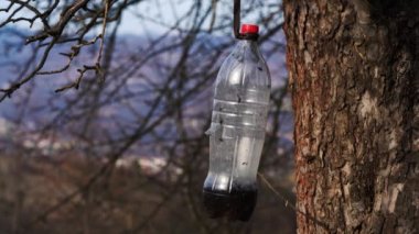 Biyolojik şişe sinek tuzağı