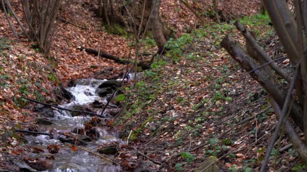 Uomo Attraversa Torrente Nel Bosco — Video Stock