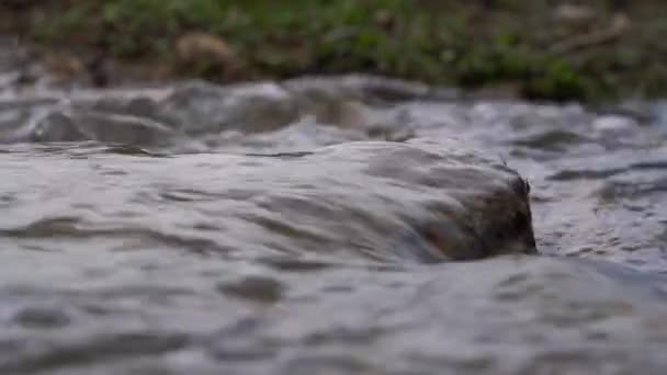 Человек Пересекает Ручей — стоковое видео