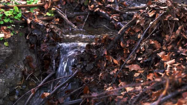 Man Tvättar Händerna Skog Creek — Stockvideo