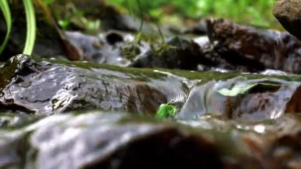 Mountain Clear Creek Flöden — Stockvideo