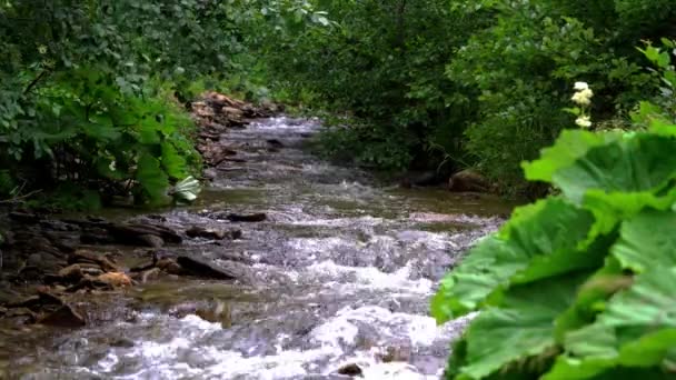 Mountain Creek Den Naturliga Miljön — Stockvideo