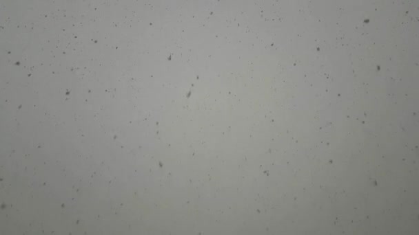 Stora Snöflingor Faller Från Himlen — Stockvideo