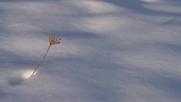 Στεγνώσει Αγριολούλουδα Περιβάλλον Χειμώνα — Αρχείο Βίντεο
